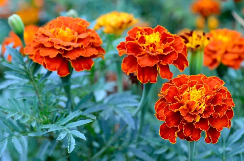 30-red-marigold-flower-seeds-wequality-original-imagkk35kun2gpnw 30-red-marigold-flower-seeds-wequality-original-imagkk35kun2gpnw